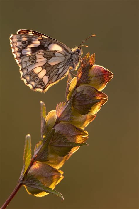 Photograph Of Marbled White Butterfly By Ross Hoddinott