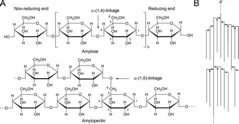 Biochemistry Bonding Between Amylopectin And Amylose