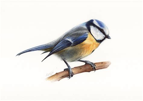 Eurasian Blue Tit Bird Portrait Drawing By Daria Maier Artfinder