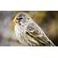 Darwins Finches Face Potential Extinction  Inhabitat Green Design