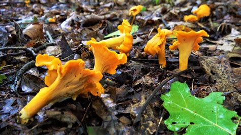 Chanterelle Mushroom Hunting Identification How To Find Locate Harvest