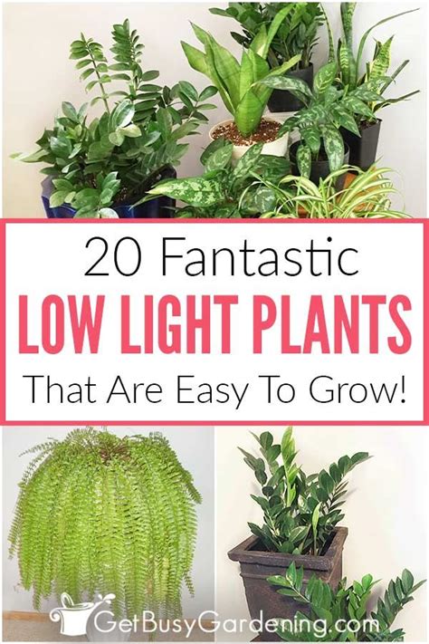 20 Low Light Indoor Plants That Are Easy To Grow In 2020