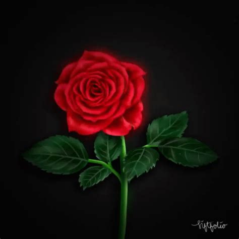 Animated Rose Blooming By Siffatimah On Deviantart