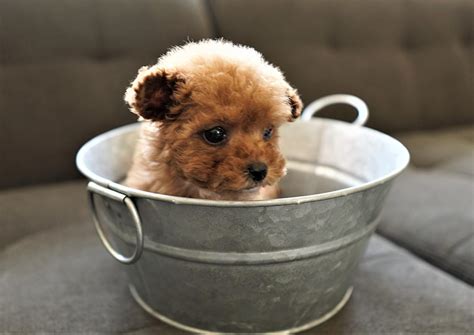 14k likes · 86 talking about this. Dixie the Teacup Maltipoo - $̶3̶2̶0̶0̶ $2,600 - Top Dog ...