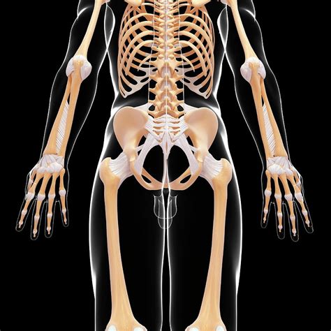 Human Skeletal System Photograph By Pixologicstudio Fine Art America