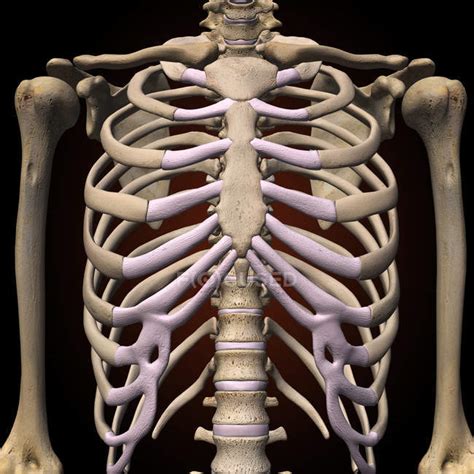 Front View Of Rib Cage And Spine On Black Background Midsection Cartilage Stock Photo