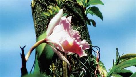 How To Care For An Epiphyte Orchid Orchids Grow In The Understory