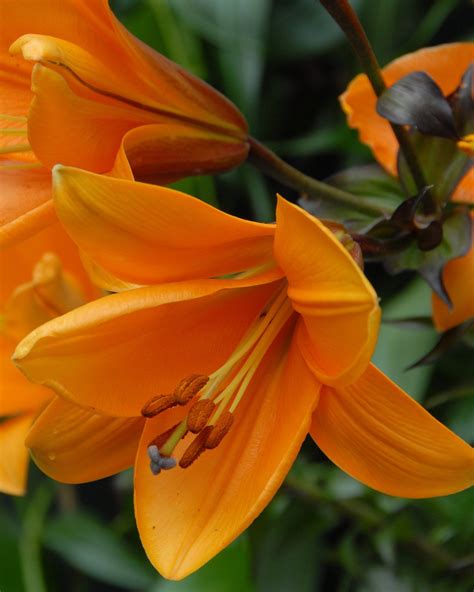Lily African Queen Bulbs — Buy Online At Farmer Gracy Uk