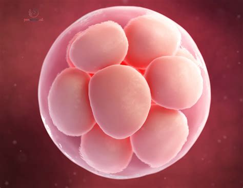 Kur Zhvillohet Embrioni Sipas Javeve Pernenatal