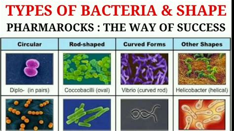 Types Of Bacteria And Shaped Microbiology Bacteria And Microorganisms