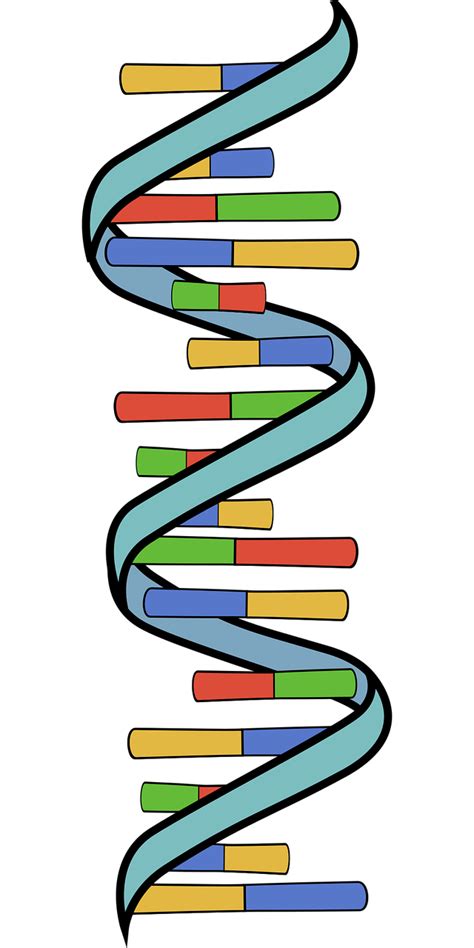 Download Rna Genetics Biology Royalty Free Vector Graphic Pixabay