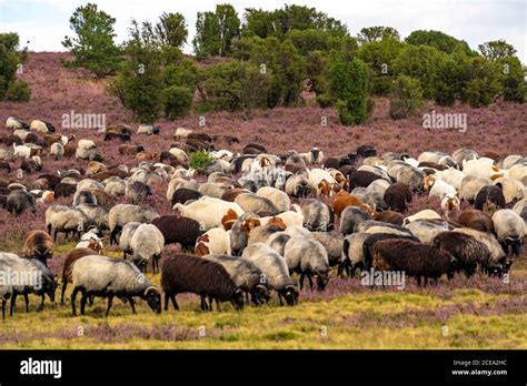 Heidschnucken Sheep Herd In The Lüneburger Heide Heath Near The