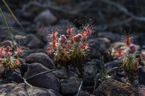 Drosera Scorpioides Species Profile Fierce Flora