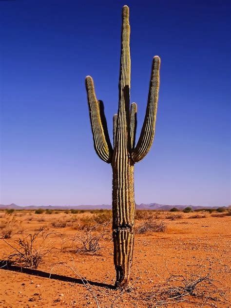 Its Cactus Sonoran Desert Arizona Usa By Tonycrehan Redbubble