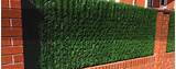 Privacy Hedge Slats For Chain Link Fence Photos