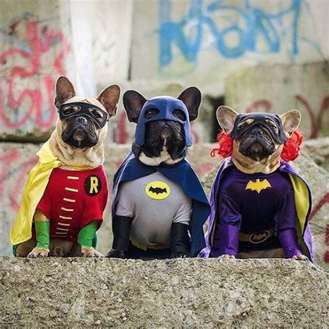 30 Animals Dressed Up — Pets In Halloween Costumes