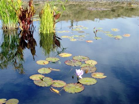 Lily Pads In Reflecting Pond Picture Free Photograph Photos Public