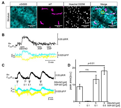 Ijms Free Full Text Cgmp Imaging In Brain Slices Reveals Brain