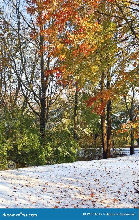 Autumn Leaves On Snow Stock Image Image Of Leaves Snowflakes 21931615