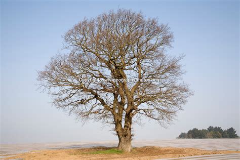 Single Leafless Oak Tree In Winter Against Blue Sky Wantisden Suffolk