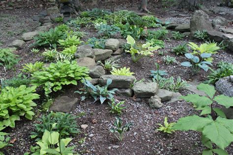 Smug Creek Gardens The Small Hosta Garden