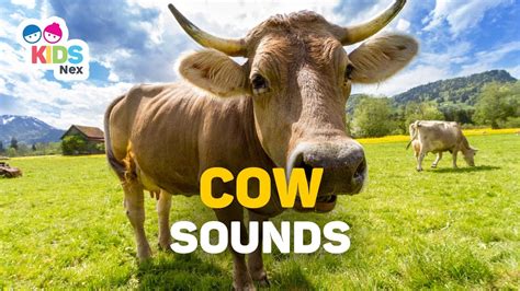 Animal Sounds For Kids Cow Sounds Moo Youtube