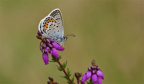 Silver Studded Blue Plebejus Argus Male West Sussex I Flickr