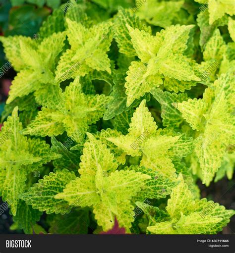 Coleus Plant Mixture Image And Photo Free Trial Bigstock