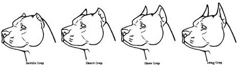 Pitbull Ear Cropping Styles Chart
