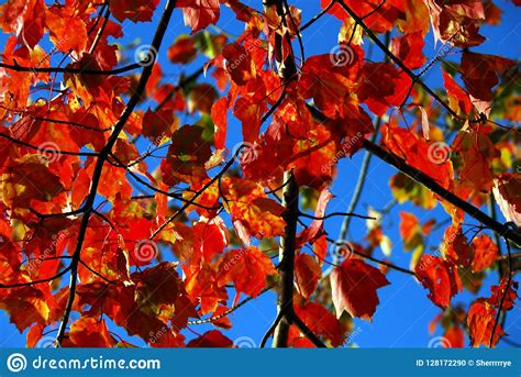 Autumn Fall Bright Red Maple Leaves Against A Blue Sky Stock Photo