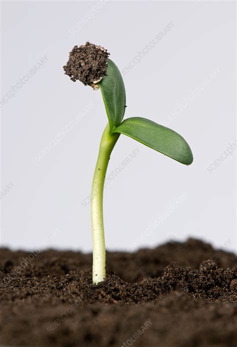 Sunflower Seed Germinating 4 Of 5 Stock Image C0362730 Science