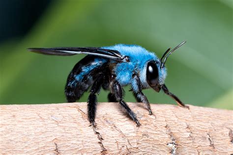 🔥 Blue Orchard Mason Bee 🔥 Natureisfuckinglit
