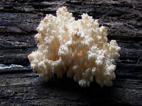 Coral Tooth Hericium Coralloides Liquid Culture Millywyco Microscopy