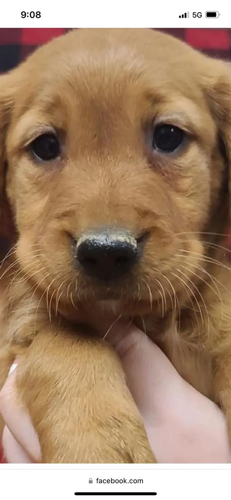 Puppy Nose Golden Retriever Dog Forums