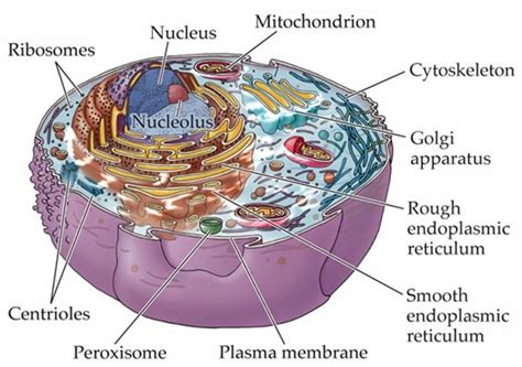 Rough er transports materials through the cell and produces proteins in sacks called cisternae (which are. Ribosomes copy1 on emaze