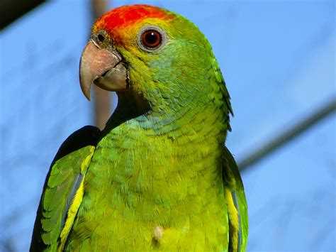 Filered Browed Amazon Parrot