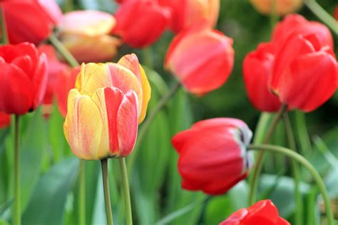 Tulips Spring Flowers Nature Free Photo On Pixabay Pixabay