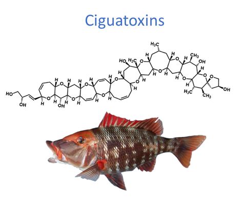Toxins Free Full Text Advances In Detecting Ciguatoxins In Fish