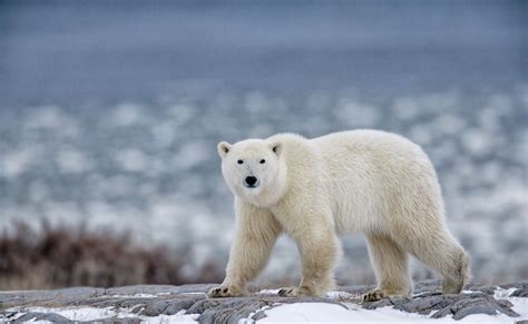 Dejstva O Polarnem Medvedu Vedenje Prehrana Habitat In Drugo