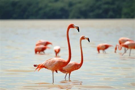 Mengapa Burung Flamingo Sering Berdiri Satu Kaki Id