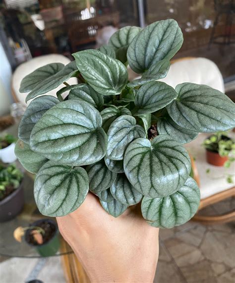 Peperomia Frost Live Plant Shown In 4 Pot Etsy