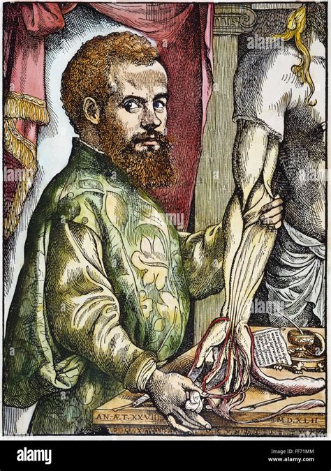 Andreas Vesalio 1514 1564 Nbelgian Anatomista Xilografía En La