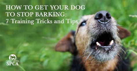 Figuring out why your dog is barking is the first and most important step to treating the problem. How to get your dog to stop barking: 7 Training Tricks and ...
