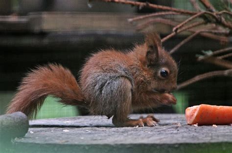 Wildwood Trust Baby Red Squirrels At Wildwood