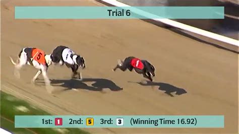 Perry Barr Greyhounds Trials On 22nd August 2022 Youtube