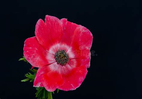Single Isolated Red Anemone Blossom With Leaves Macro Portrait On Black