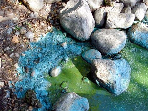 State Officials Warn Of Toxic Blue Green Algae Mpr News