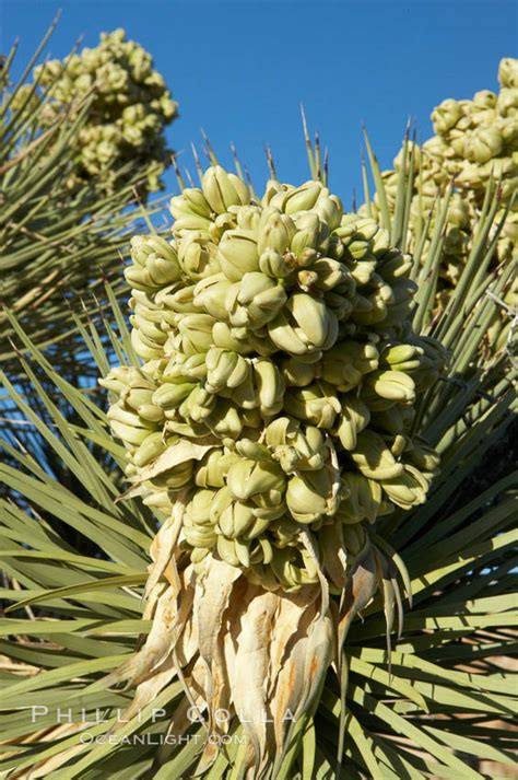 Fruit Cluster Blooms On A Joshua Tree In Spring Yucca Brevifolia Photo