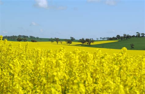 Canola Fields Forever Spreading The Science And Tech Benefits Of