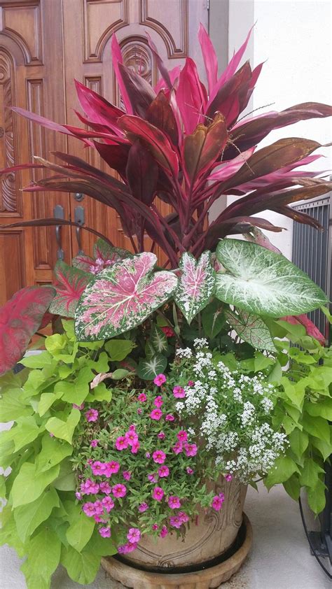 Tropical Planters I Made Patio Flowers Patio Container Gardening
